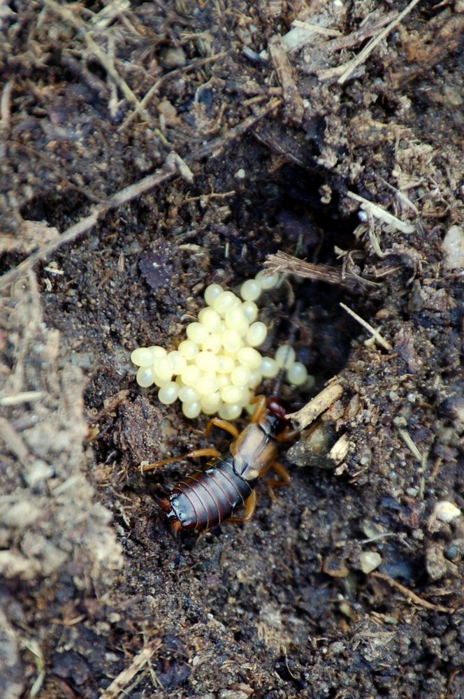 spirito di mamma: Forficula auricularia con uova